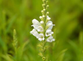Včelník virginský 'Schneekrone' - Physostegia virginiana 'Schneekrone'