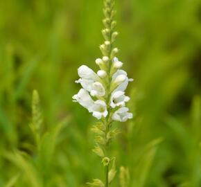 Včelník virginský 'Schneekrone' - Physostegia virginiana 'Schneekrone'