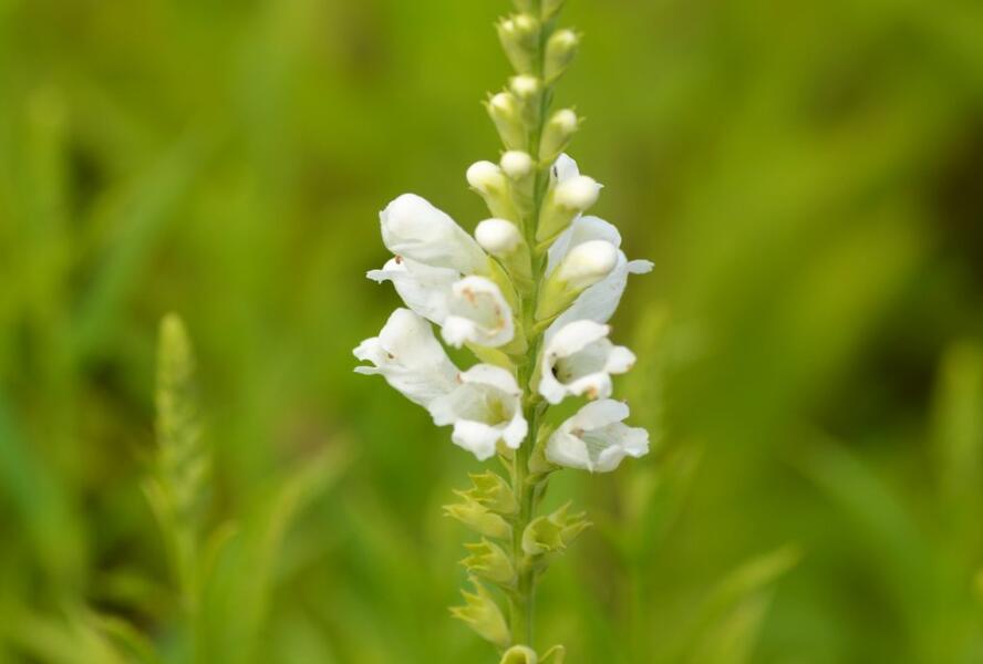 Včelník virginský 'Schneekrone' - Physostegia virginiana 'Schneekrone'