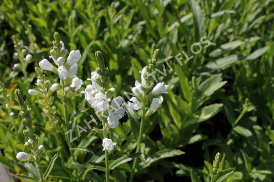 Včelník virginský 'Schneekrone' - Physostegia virginiana 'Schneekrone'