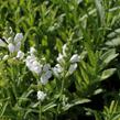 Včelník virginský 'Schneekrone' - Physostegia virginiana 'Schneekrone'