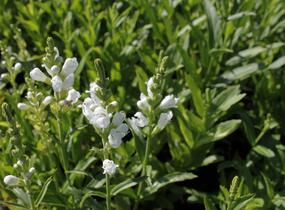 Včelník virginský 'Schneekrone' - Physostegia virginiana 'Schneekrone'