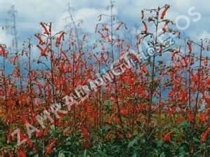 Kapská fuchsie 'Panorama Lights Red Emperor' - Phygelius 'Panorama Lights Red Emperor'