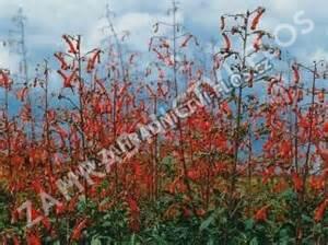 Kapská fuchsie 'Panorama Lights Red Emperor' - Phygelius 'Panorama Lights Red Emperor'