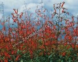 Kapská fuchsie 'Panorama Lights Red Emperor'