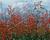 Kapská fuchsie 'Panorama Lights Red Emperor'