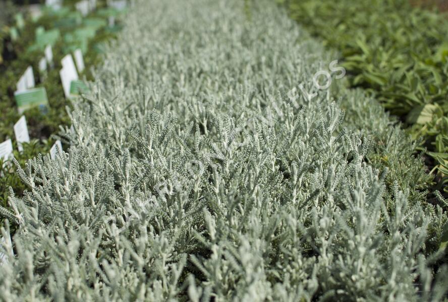 Svatolina 'Silver Kompakt' - Santolina chamaecyparissus 'Silver Kompakt'