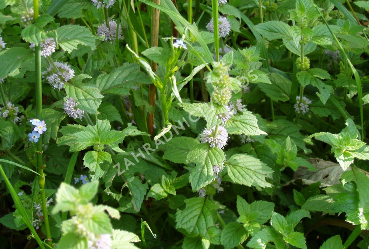 Máta vodní - Mentha aquatica