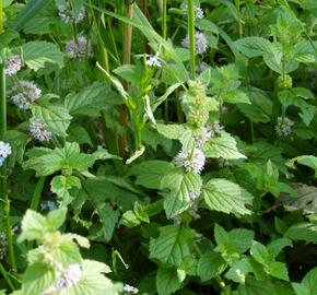 Máta vodní - Mentha aquatica