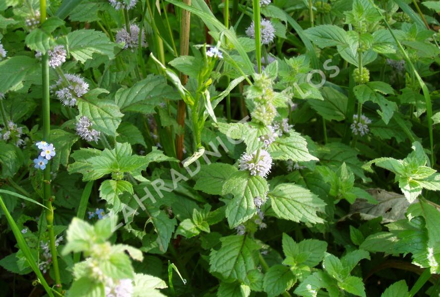 Máta vodní - Mentha aquatica
