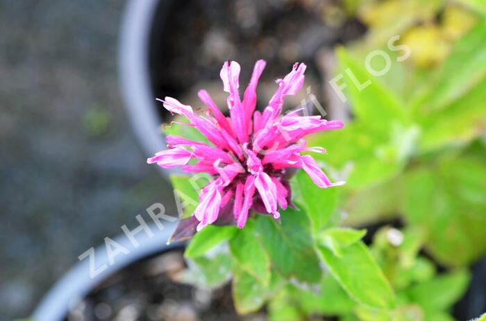 Zavinutka 'Kardinal' - Monarda hybrida 'Kardinal'