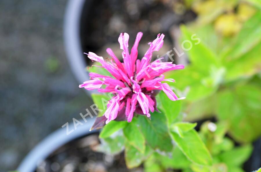 Zavinutka 'Kardinal' - Monarda hybrida 'Kardinal'