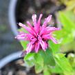 Zavinutka 'Kardinal' - Monarda hybrida 'Kardinal'