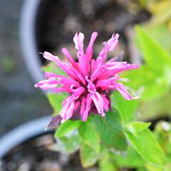 Zavinutka 'Kardinal' - Monarda hybrida 'Kardinal'