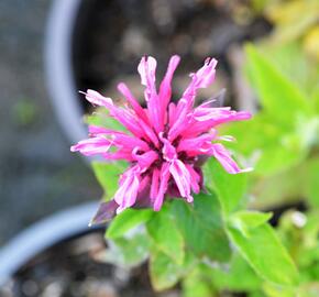 Zavinutka 'Kardinal' - Monarda hybrida 'Kardinal'