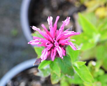 Zavinutka 'Kardinal'