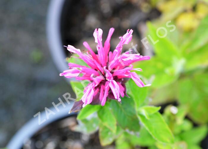 Zavinutka 'Kardinal' - Monarda hybrida 'Kardinal'