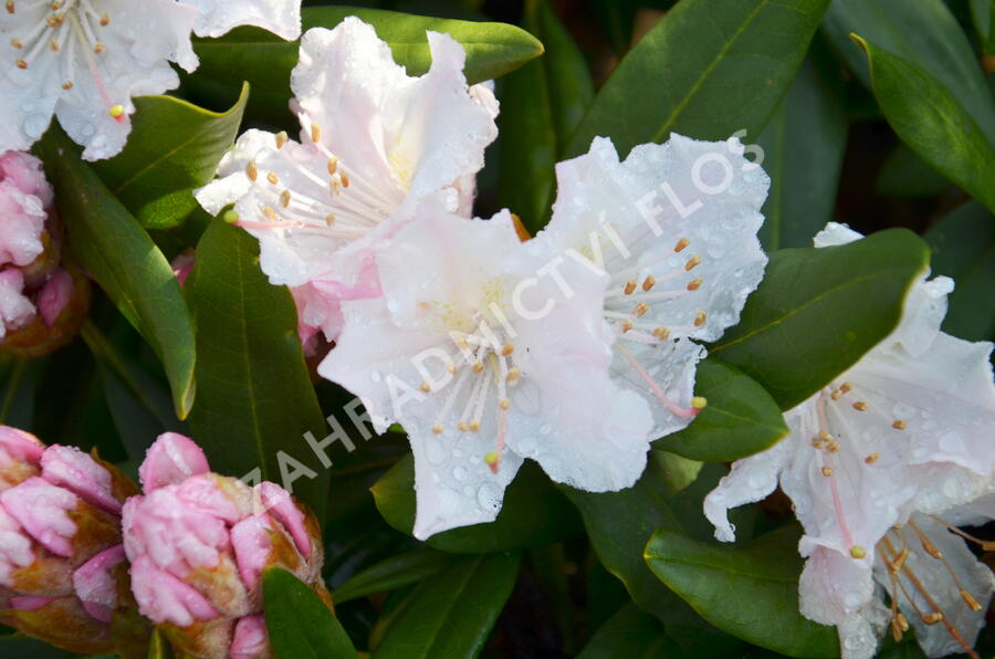 Pěnišník 'Rosa Regen' - Rhododendron 'Rosa Regen'