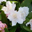 Pěnišník 'Rosa Regen' - Rhododendron 'Rosa Regen'