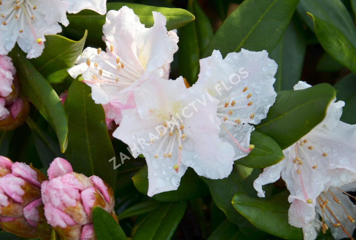 Pěnišník 'Rosa Regen' - Rhododendron 'Rosa Regen'