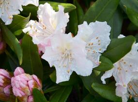 Pěnišník 'Rosa Regen' - Rhododendron 'Rosa Regen'