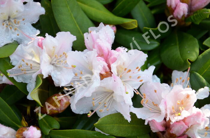 Pěnišník 'Rosa Regen' - Rhododendron 'Rosa Regen'