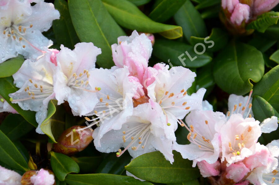 Pěnišník 'Rosa Regen' - Rhododendron 'Rosa Regen'