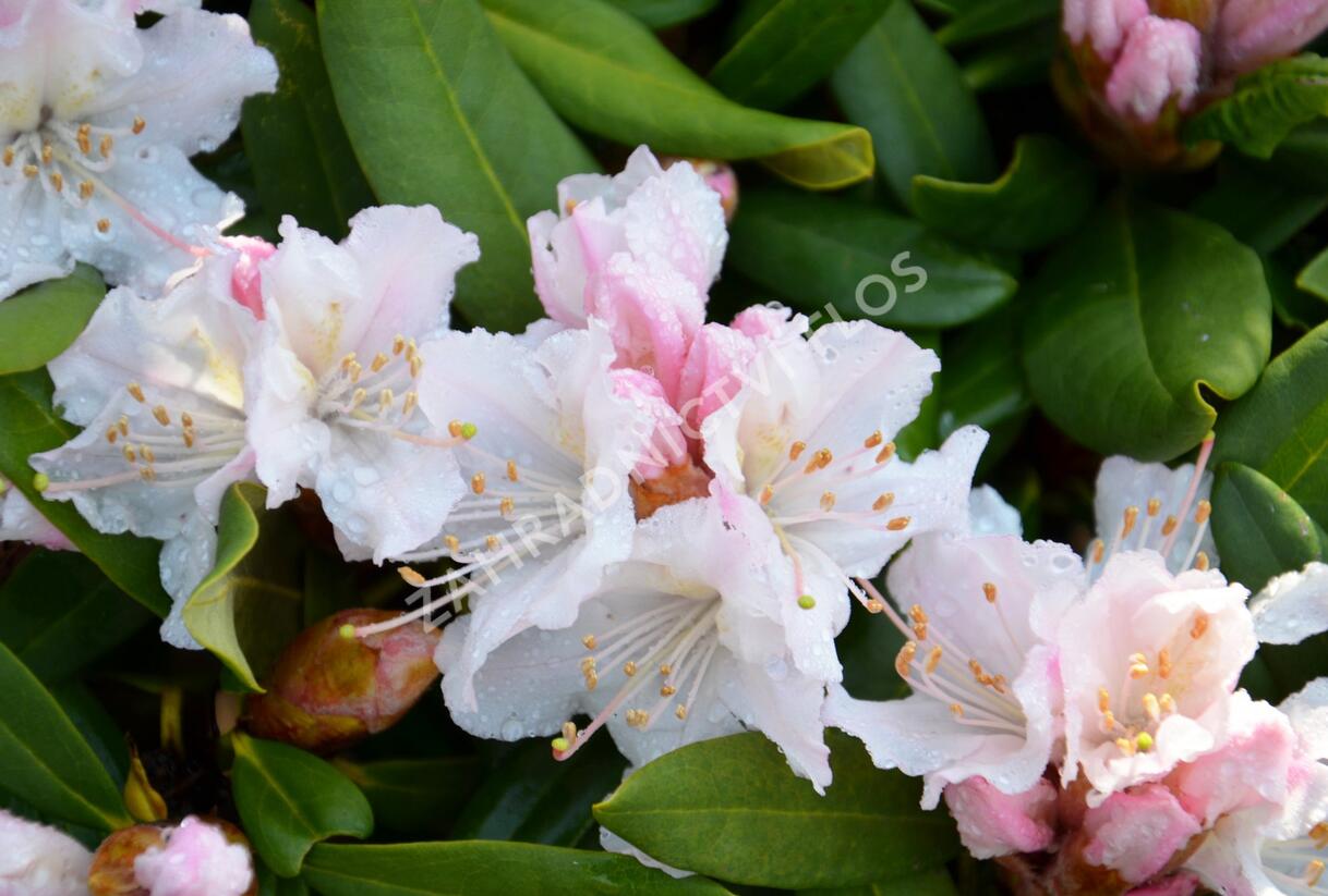 Pěnišník 'Rosa Regen' - Rhododendron 'Rosa Regen'