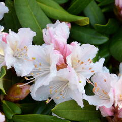 Pěnišník 'Rosa Regen' - Rhododendron 'Rosa Regen'