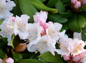 Pěnišník 'Rosa Regen' - Rhododendron 'Rosa Regen'