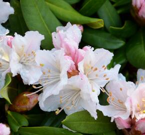 Pěnišník 'Rosa Regen' - Rhododendron 'Rosa Regen'