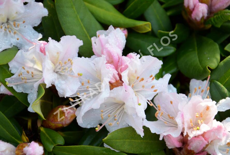 Pěnišník 'Rosa Regen' - Rhododendron 'Rosa Regen'