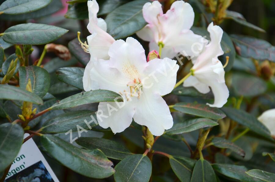 Pěnišník 'Rosa Regen' - Rhododendron 'Rosa Regen'