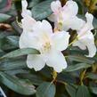 Pěnišník 'Rosa Regen' - Rhododendron 'Rosa Regen'