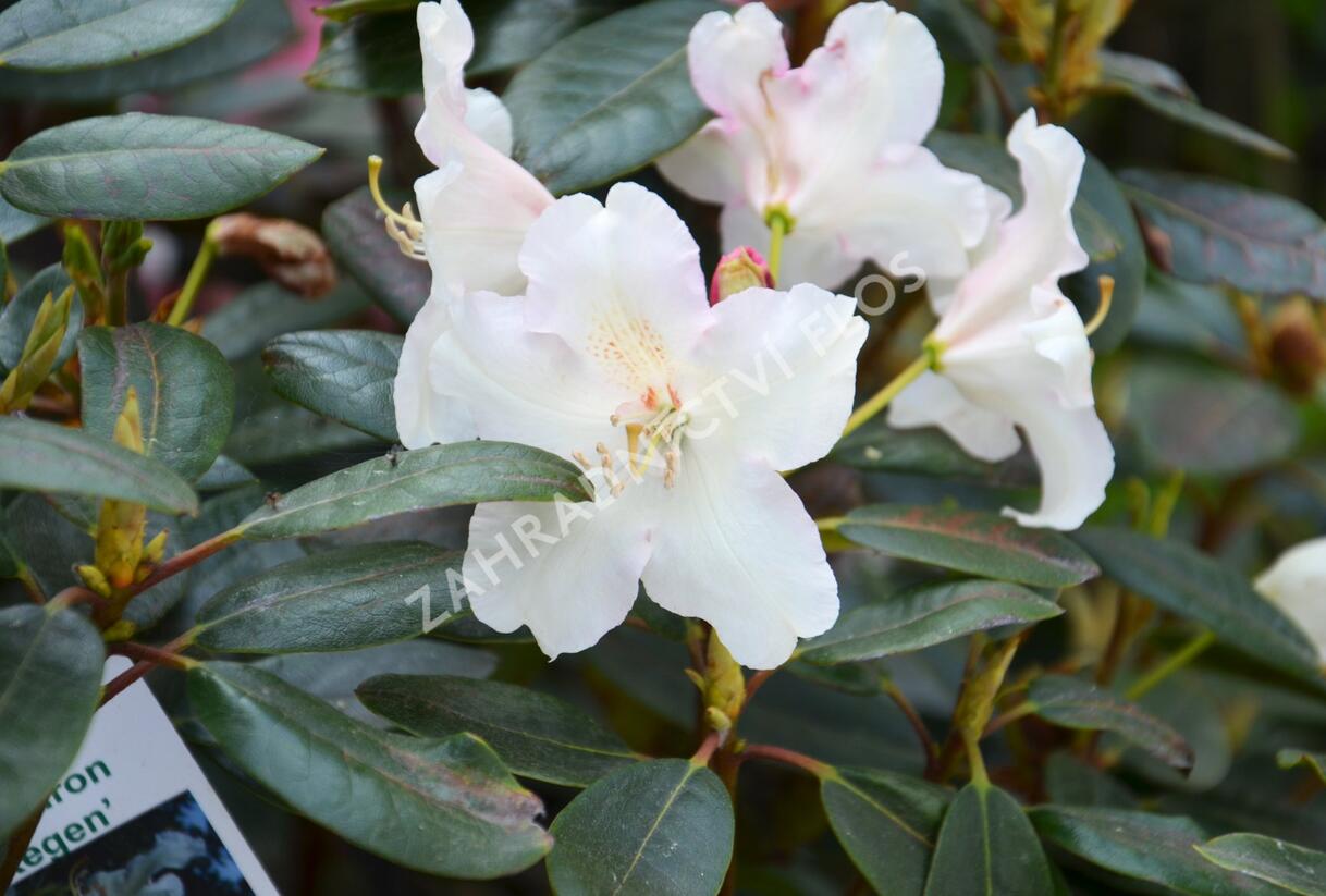 Pěnišník 'Rosa Regen' - Rhododendron 'Rosa Regen'