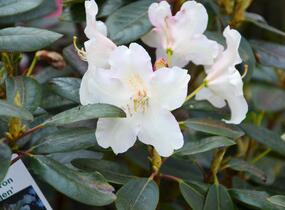 Pěnišník 'Rosa Regen' - Rhododendron 'Rosa Regen'