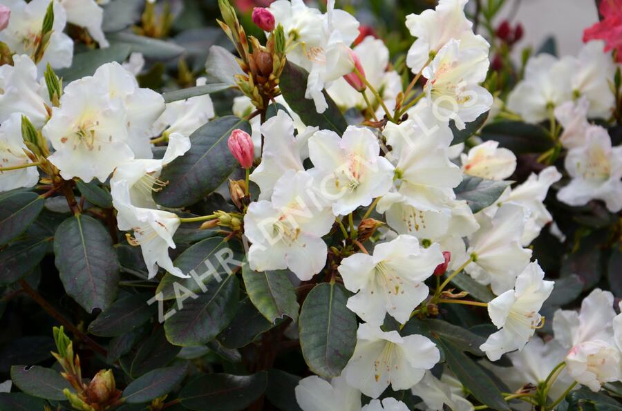Pěnišník 'Rosa Regen' - Rhododendron 'Rosa Regen'