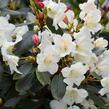 Pěnišník 'Rosa Regen' - Rhododendron 'Rosa Regen'