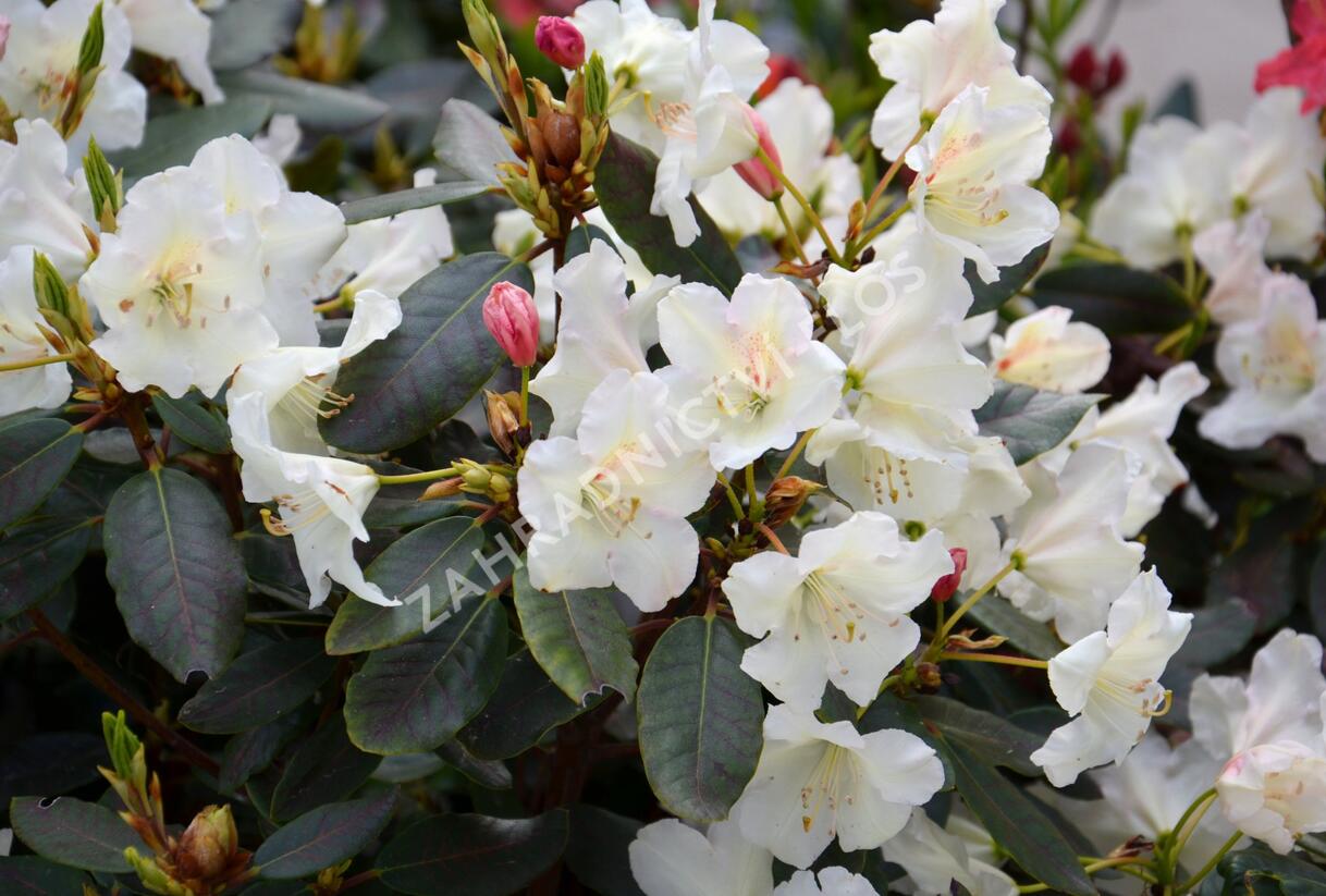 Pěnišník 'Rosa Regen' - Rhododendron 'Rosa Regen'