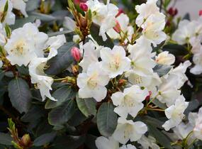 Pěnišník 'Rosa Regen' - Rhododendron 'Rosa Regen'