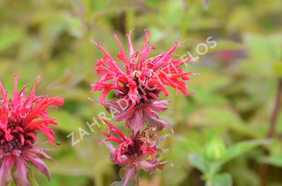 Zavinutka podvojná 'Rote Töne' - Monarda didyma 'Rote Töne'