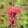 Zavinutka podvojná 'Rote Töne' - Monarda didyma 'Rote Töne'