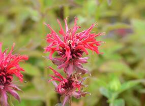 Zavinutka podvojná 'Rote Töne' - Monarda didyma 'Rote Töne'