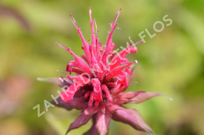 Zavinutka podvojná 'Rote Töne' - Monarda didyma 'Rote Töne'