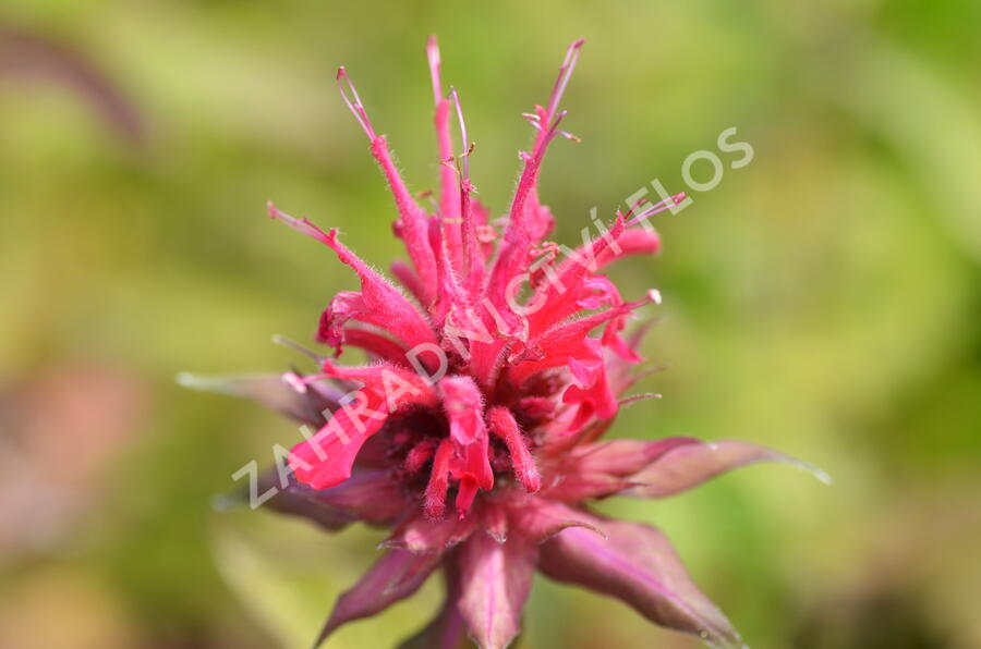 Zavinutka podvojná 'Rote Töne' - Monarda didyma 'Rote Töne'