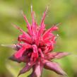 Zavinutka podvojná 'Rote Töne' - Monarda didyma 'Rote Töne'