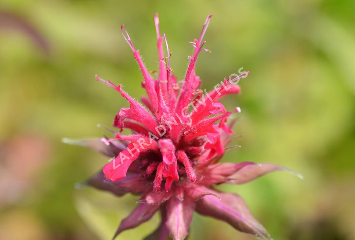 Zavinutka podvojná 'Rote Töne' - Monarda didyma 'Rote Töne'