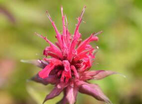 Zavinutka podvojná 'Rote Töne' - Monarda didyma 'Rote Töne'