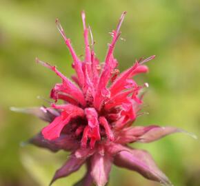 Zavinutka podvojná 'Rote Töne' - Monarda didyma 'Rote Töne'