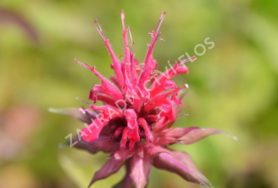 Zavinutka podvojná 'Rote Töne' - Monarda didyma 'Rote Töne'